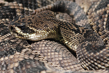 Image showing rattlesnake