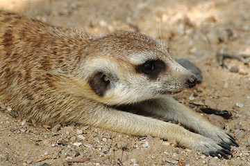 Image showing suricata