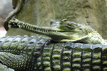 Image showing crocodile head