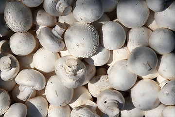 Image showing edible mushrooms background