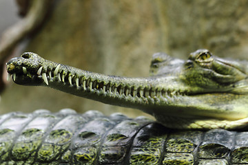 Image showing crocodile head