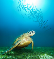 Image showing Sea turtle deep underwater