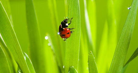 Image showing closeup of cute ladybug