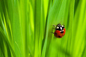 Image showing cute ladybug on the grass