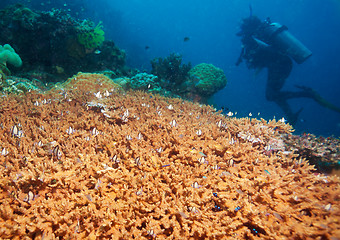 Image showing undersea adventures