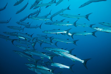 Image showing school of barracudas