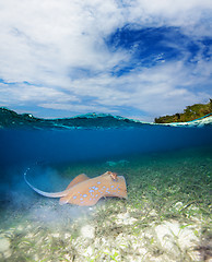 Image showing Blue spotted stingray