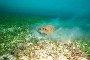 Image showing stingray racing on ocean botton