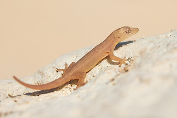 Image showing cute small lizard on rock