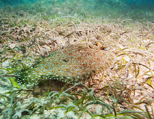 Image showing cute flatfish on sandy bottom