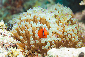 Image showing cute clownfish in anemones