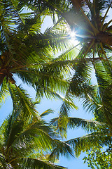 Image showing tops of palm trees