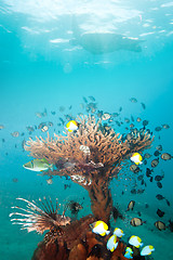 Image showing Rich coral with fishes