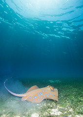 Image showing Blue spotted sting ray