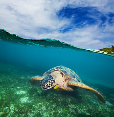 Image showing Turtle swimming on the sea bottom