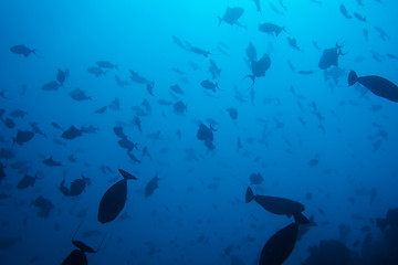 Image showing wonders of undersea life