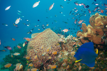 Image showing Neptunes cup with many fish