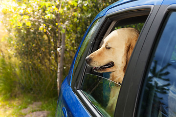 Image showing funny dog in blue car