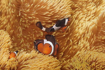 Image showing macro shoot of clownfish