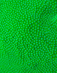 Image showing macro shoot of green hard coral