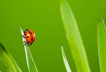 Image showing close up of beautiful ladybug