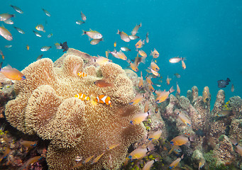 Image showing busy life on coral reef