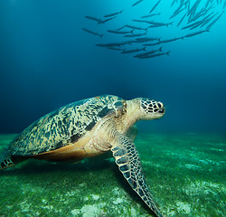 Image showing Huge sea turtle on the seaweed bottom