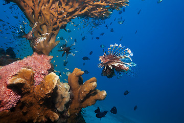 Image showing lionfish and sea cucumber under coral