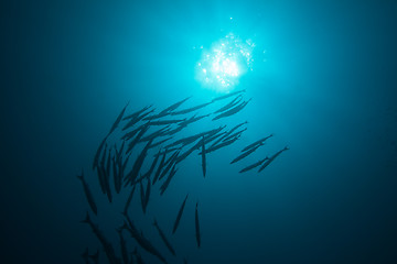 Image showing school of barracudas in blue