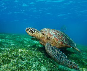 Image showing enormous sea turtle in gulf