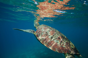 Image showing Catching air on the sea surface