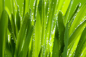 Image showing green grass close up