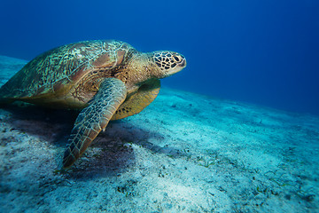 Image showing Huge sea turtle on sandy bottom