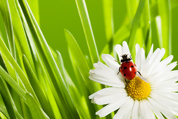 Image showing ladybug in green grass