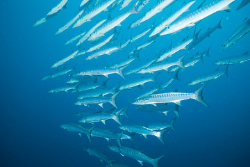 Image showing big fish in big water