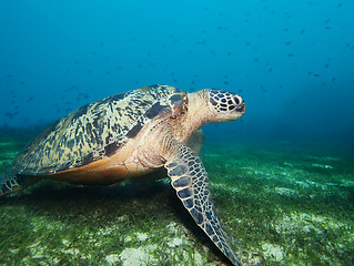 Image showing Turtle on seaweed bottom