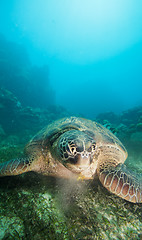 Image showing underwater reptile eating seaweed