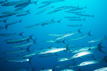 Image showing school of barracudas in the stream