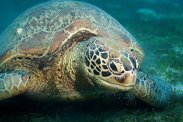 Image showing Huge sea turtle eat seaweed