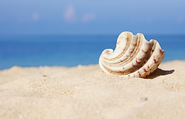 Image showing seashell on the white sand