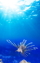 Image showing one lionfish in blue