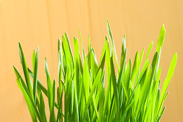 Image showing green first crops closeup