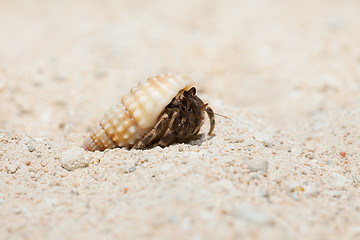 Image showing tiny crab on sandy beach