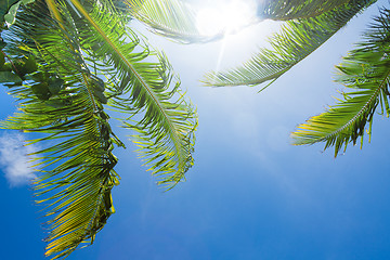 Image showing sun shining through palm tree leaves