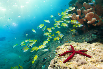 Image showing stunning red starfish and snappers