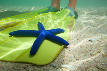 Image showing Starfish laying on fins