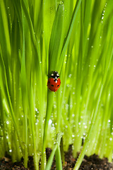 Image showing wet ladybug in green grass