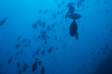 Image showing school of fish in deep ocean waters