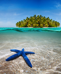 Image showing Underwater life near beautiful island