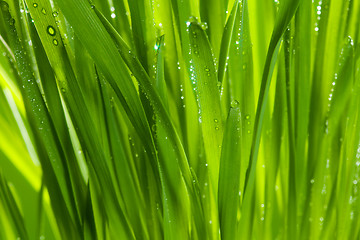 Image showing green grass after rain